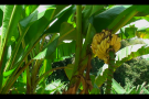 Reportage – Banane et canne à sucre origine DOM